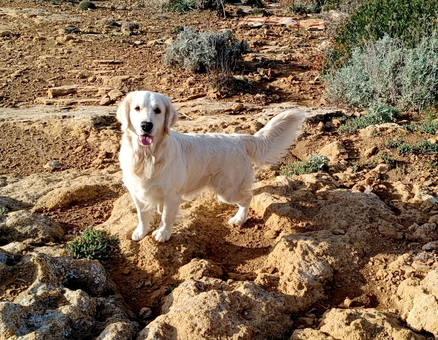 Criadero Golden Menorca