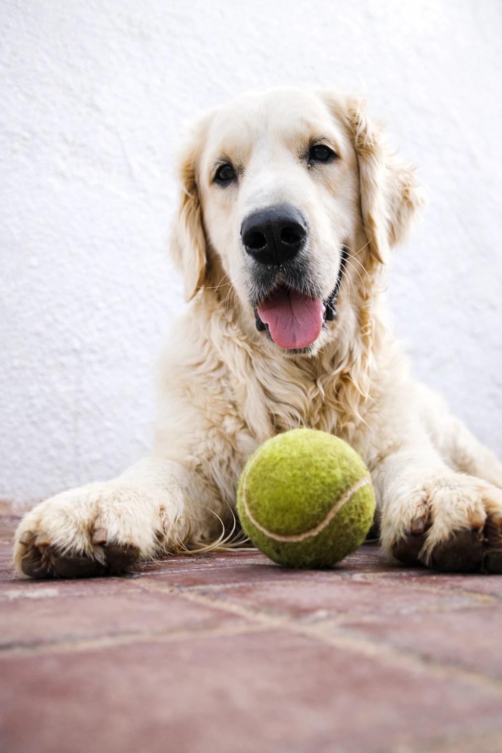 Cria de Golden Retriever madre