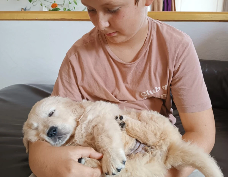 Familia golden cachorro