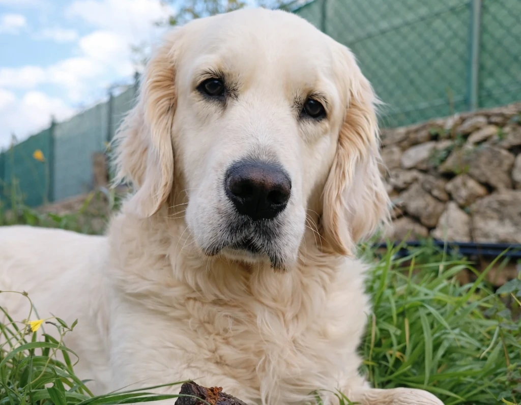 Golden Retriever Criadores