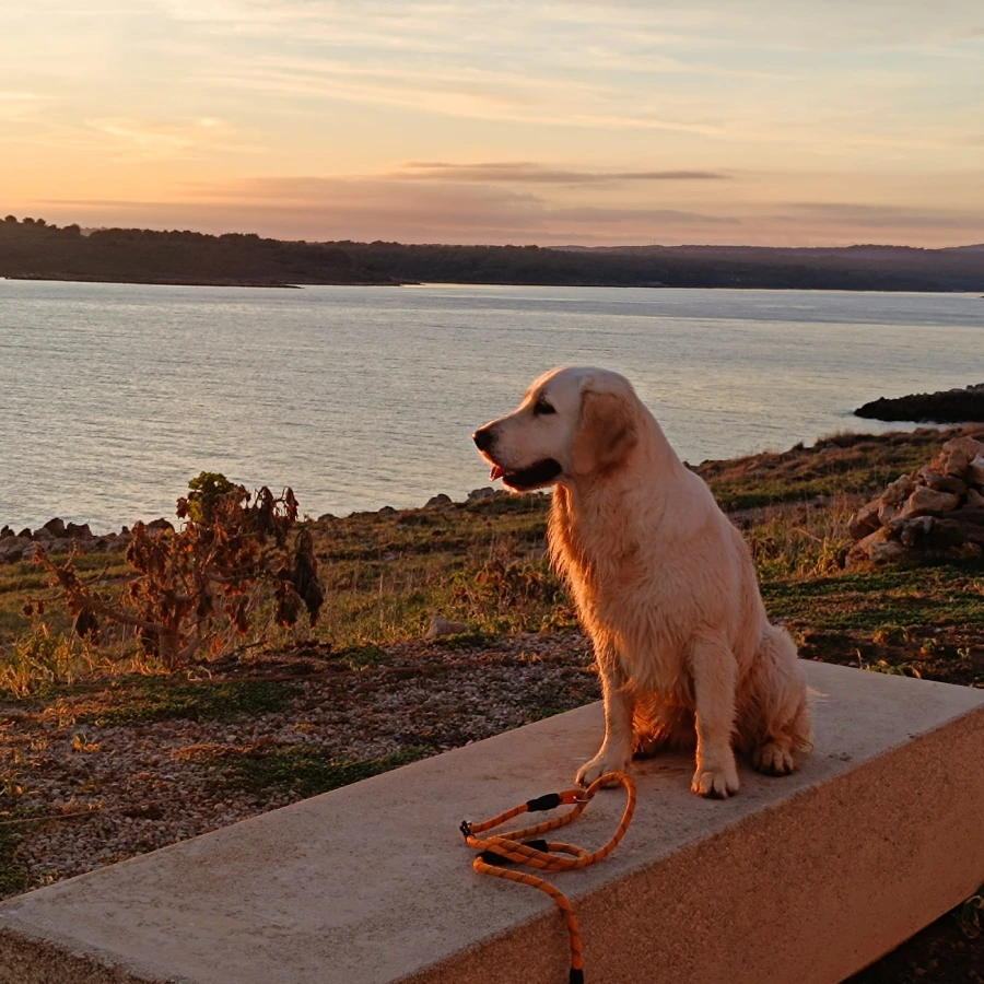Golden Retriever sol